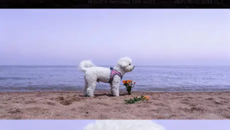 Generate an image for me: Based on the puppy reference image, create an artistic portrait using a three-panel grid composition. Set the scene on a seaside beach with a sky gradient of pale purple and grey, and a calm sea surface. The pet must match the reference image. The first layer features a close-up of the pet's silhouette standing on the sand, fur ruffled by the wind, with the caption - What's beyond the sea?’ in both Chinese and English. The second layer shows an orange bouquet placed before the pet, standing sideways by the sea, with the caption ‘You don't have to tell me’. The third layer is a close-up of the pet's face, fur flowing in the wind, with the caption ‘I will go and see it myself’. The overall tone is cool and crisp, creating an artistic atmosphere imbued with self-exploration. Maintain original proportions.
