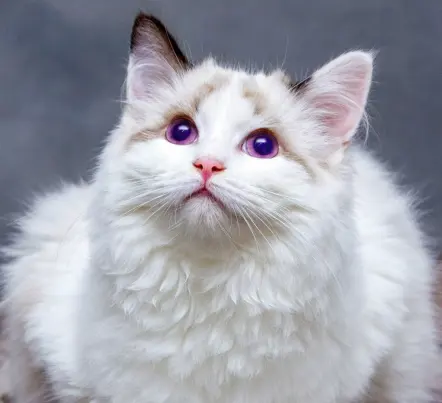 gemini-2.5-flash-image