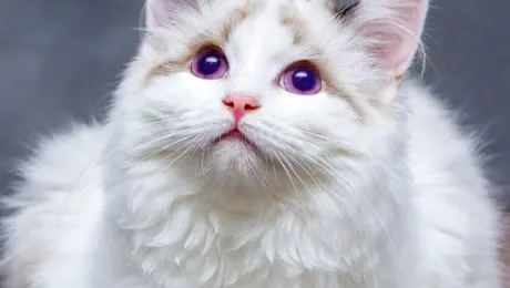 Change the cat's eyes to purple.