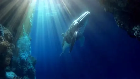 Set in an underwater canyon, sunbeams pierce the water’s surface. A whale glides gently between coral cliffs. [Top-down shot] begins on shimmering sunlight, then tilts down slowly as the massive whale emerges from the shadows. As it enters full view, the camera pulls back to reveal the vast seascape. In the final moment, the whale gently pivots.