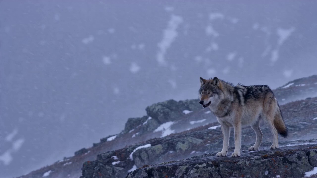 The blizzard intensifies — snow driving nearly horizontal across the frame. The wolf's fur ripples violently in waves from nose to tail. It doesn't move. Its eyes open fully for a moment, pale amber cutting through the white chaos, scanning something far below the ridge. Its nostrils flare — a deep inhale, held — then released in a massive white cloud that shreds apart in the wind. One ear swivels back, then forward again. It raises its head slightly and opens its jaws — but makes no sound we can hear over the storm. Camera holds at distance, shaking faintly in the gale.