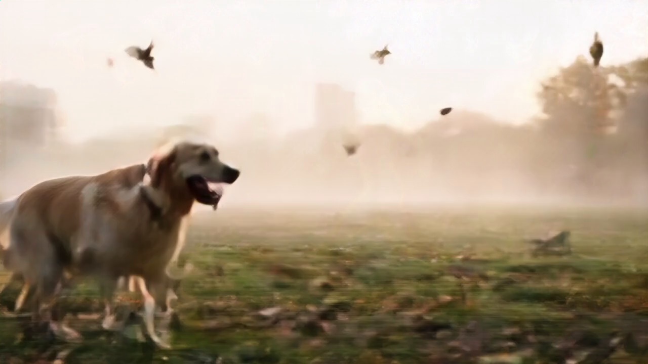 A dog running with a woman.