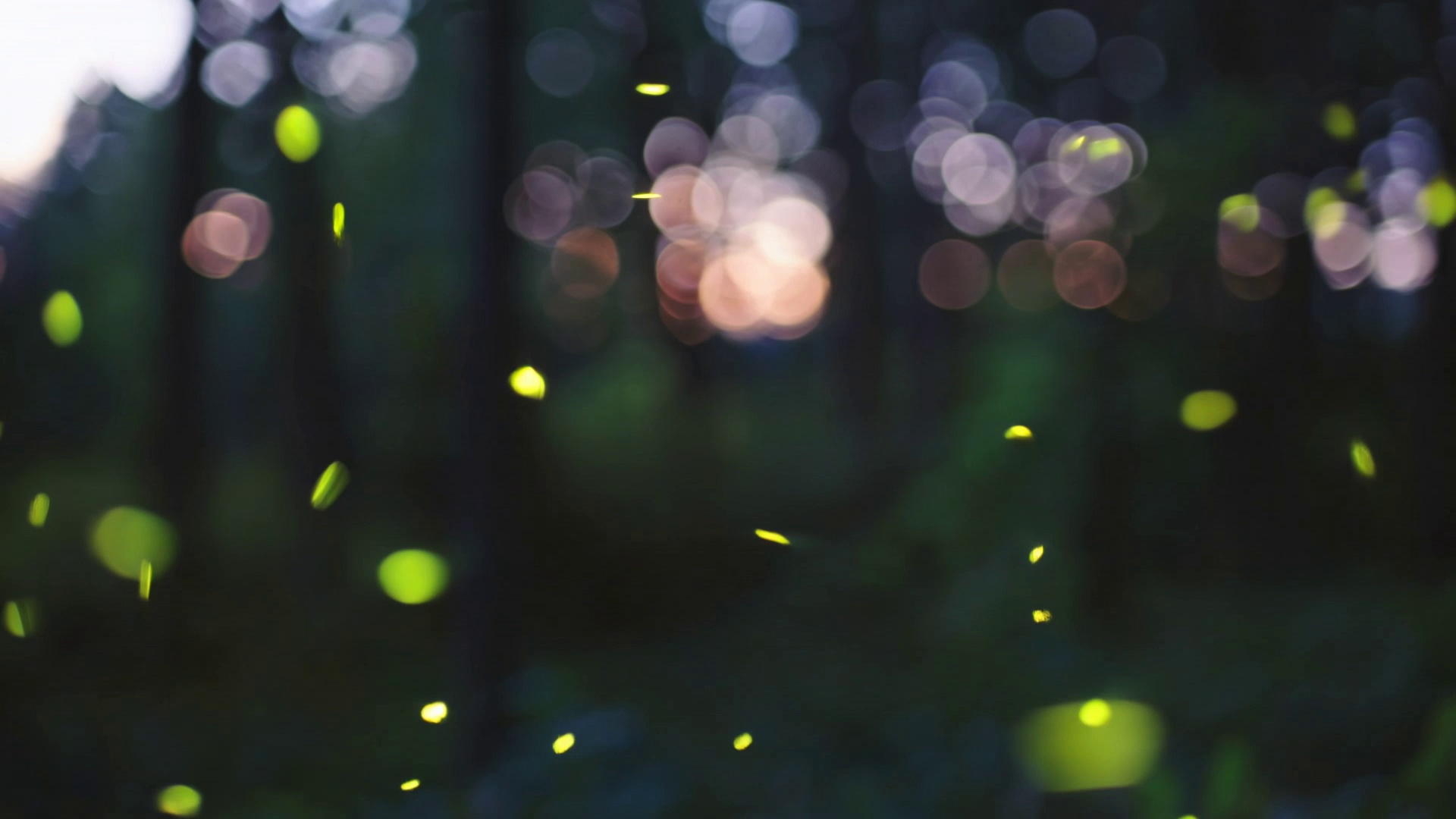 Close-up of glowing fireflies dancing in a dark forest at twilight. Soft bioluminescent particles float through the air. Shallow depth of field, bokeh lights in background. Magical atmosphere, gentle movement.